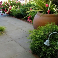 Liquidambar Garden Design